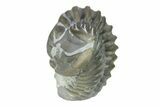 Wide, Enrolled Flexicalymene Trilobite - Indiana #287747-2